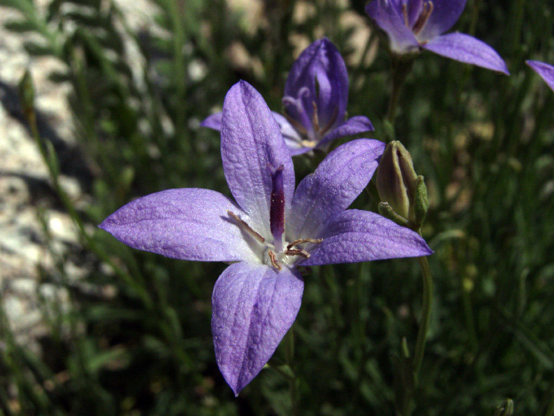 Изображение особи Campanula alberti.