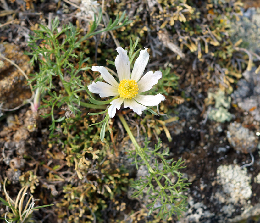 Image of Pulsatilla tenuiloba specimen.