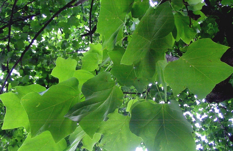 Изображение особи Liriodendron tulipifera.