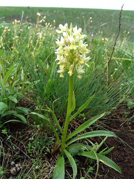 Изображение особи Dactylorhiza romana ssp. georgica.