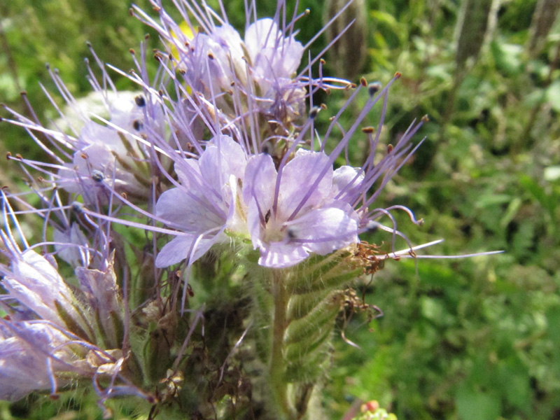 Image of Phacelia tanacetifolia specimen.