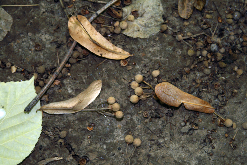 Image of Tilia petiolaris specimen.