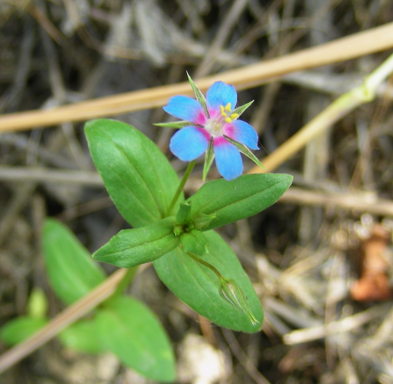 Image of Anagallis foemina specimen.