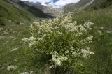 Aconogonon panjutinii. Цветущее растение. Приэльбрусье, долина р. Терскол, 06.08.2009.