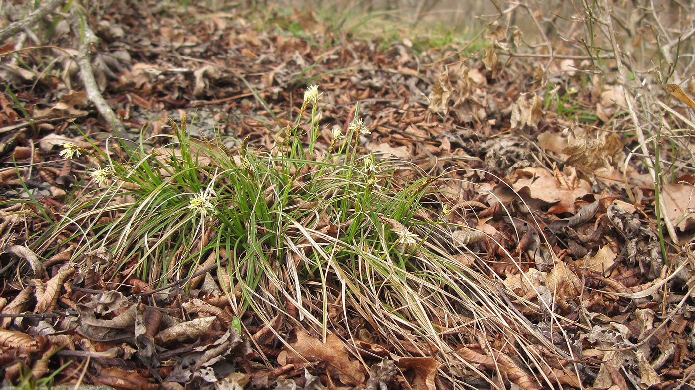 Image of Carex halleriana specimen.