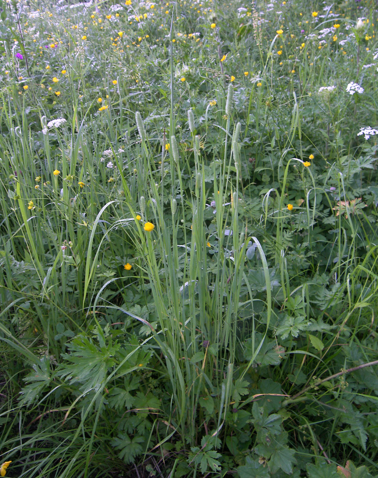 Image of Phleum pratense specimen.