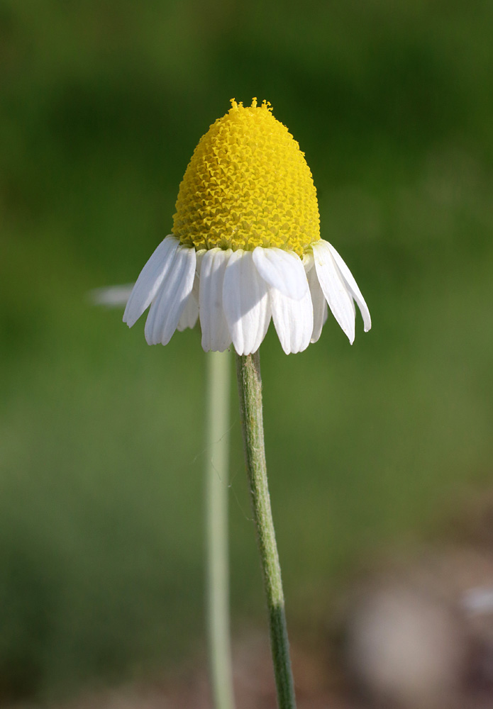 Image of Anthemis ruthenica specimen.