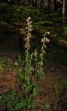 Epipactis distans. Цветущее растение. Крым, окр. Ялты, гора Лапата, сосновый лес. 5 июля 2015 г.