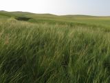 Stipa baicalensis