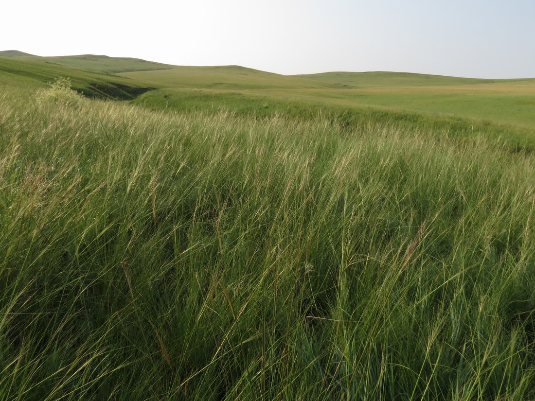 Image of Stipa baicalensis specimen.