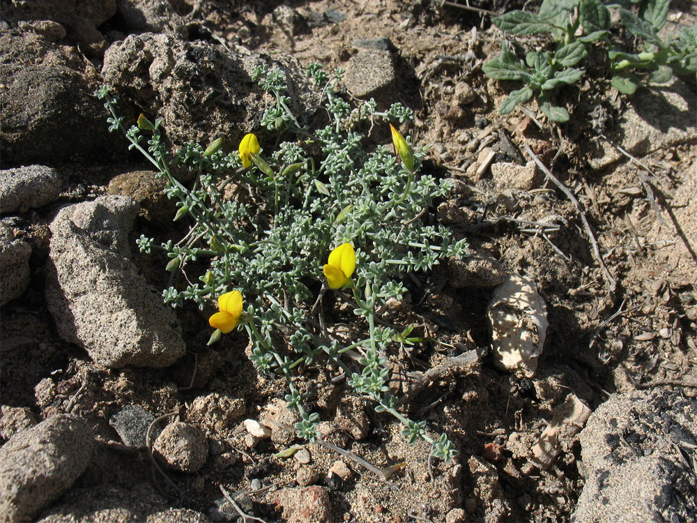 Image of Lotus arinagensis specimen.