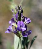 genus Medicago. Соцветие. Кыргызстан, Чуйская обл., предгорье с юга от Бишкека, луг перед склоном восточнее с. Орто-Сай. 03.06.2015.