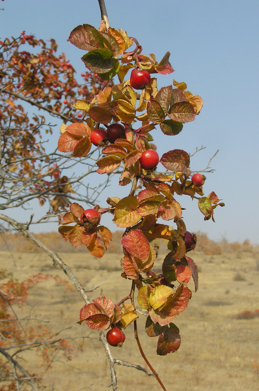 Изображение особи род Rosa.