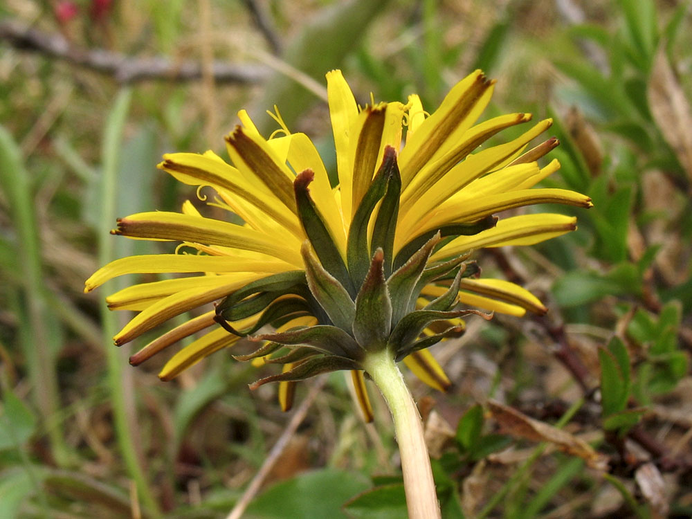 Image of Taraxacum croceum specimen.