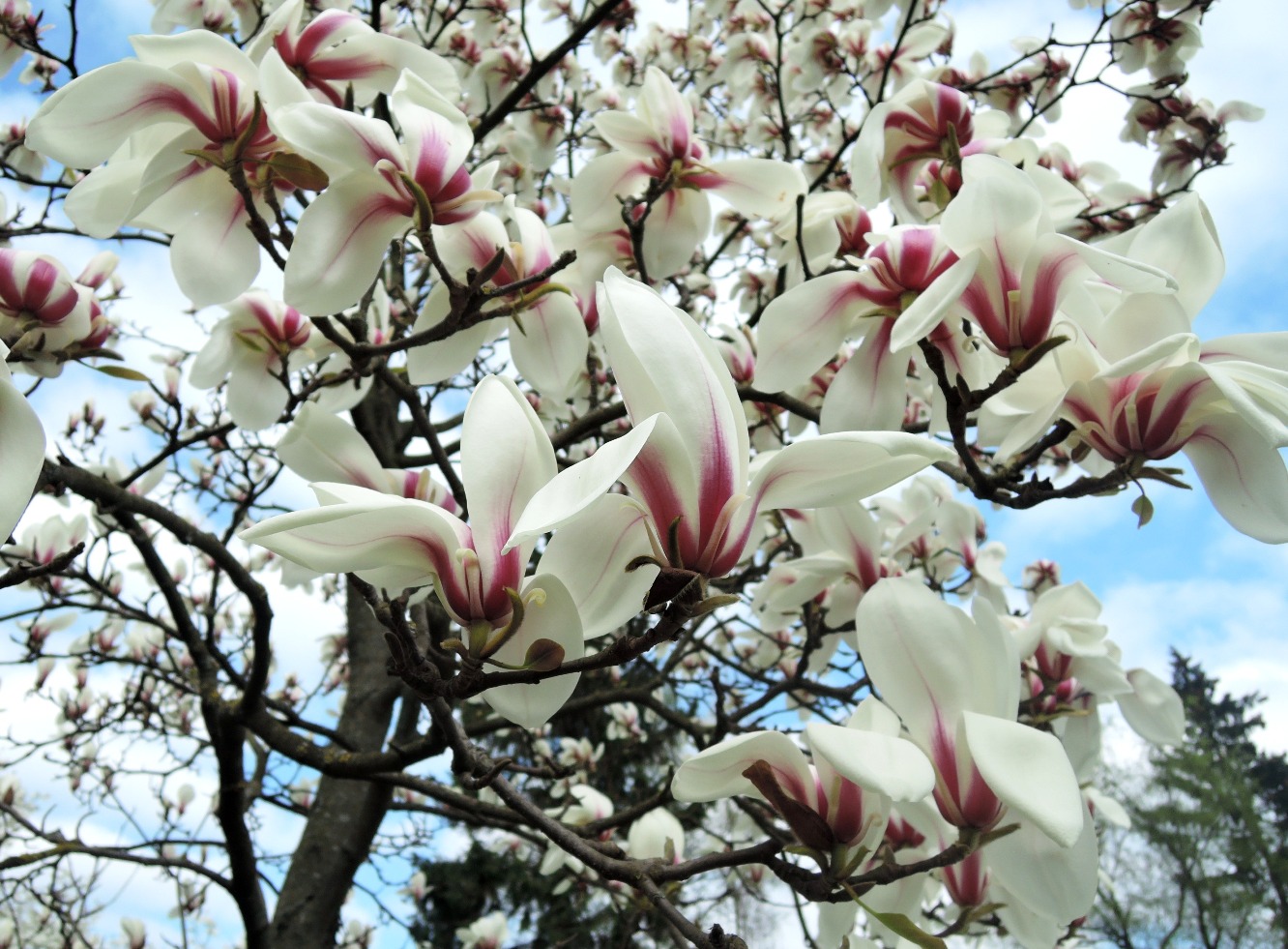 Image of Magnolia cylindrica specimen.