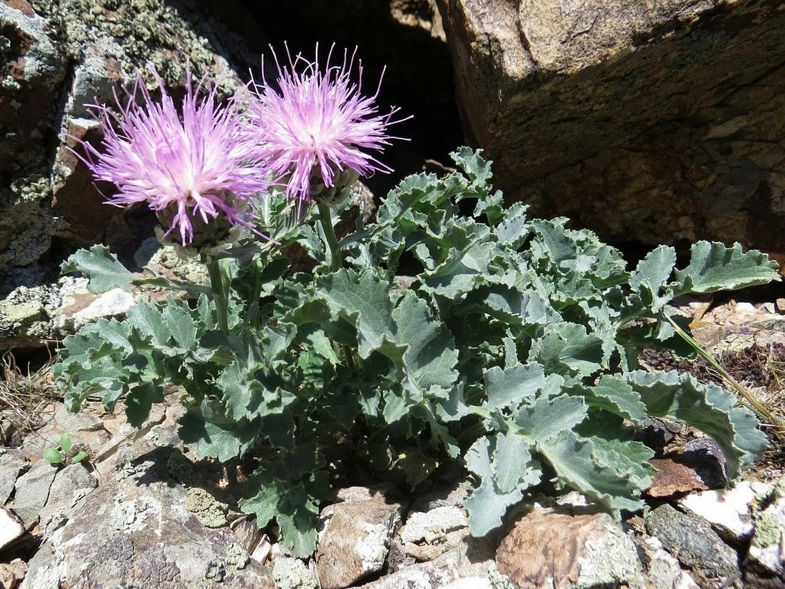 Image of Stemmacantha karatavica specimen.