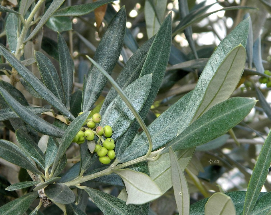 Image of Olea europaea specimen.