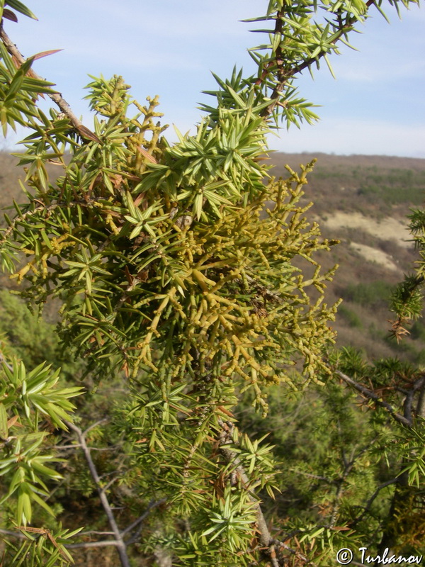 Image of Arceuthobium oxycedri specimen.