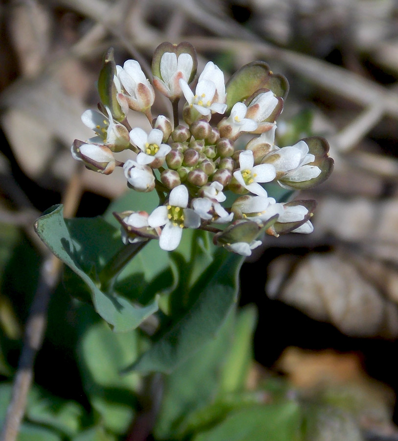 Image of Microthlaspi perfoliatum specimen.