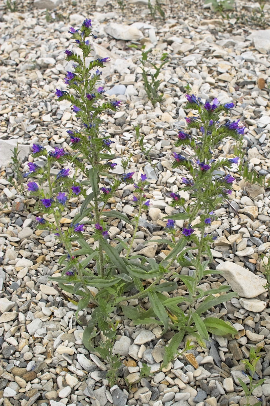 Image of Echium vulgare specimen.