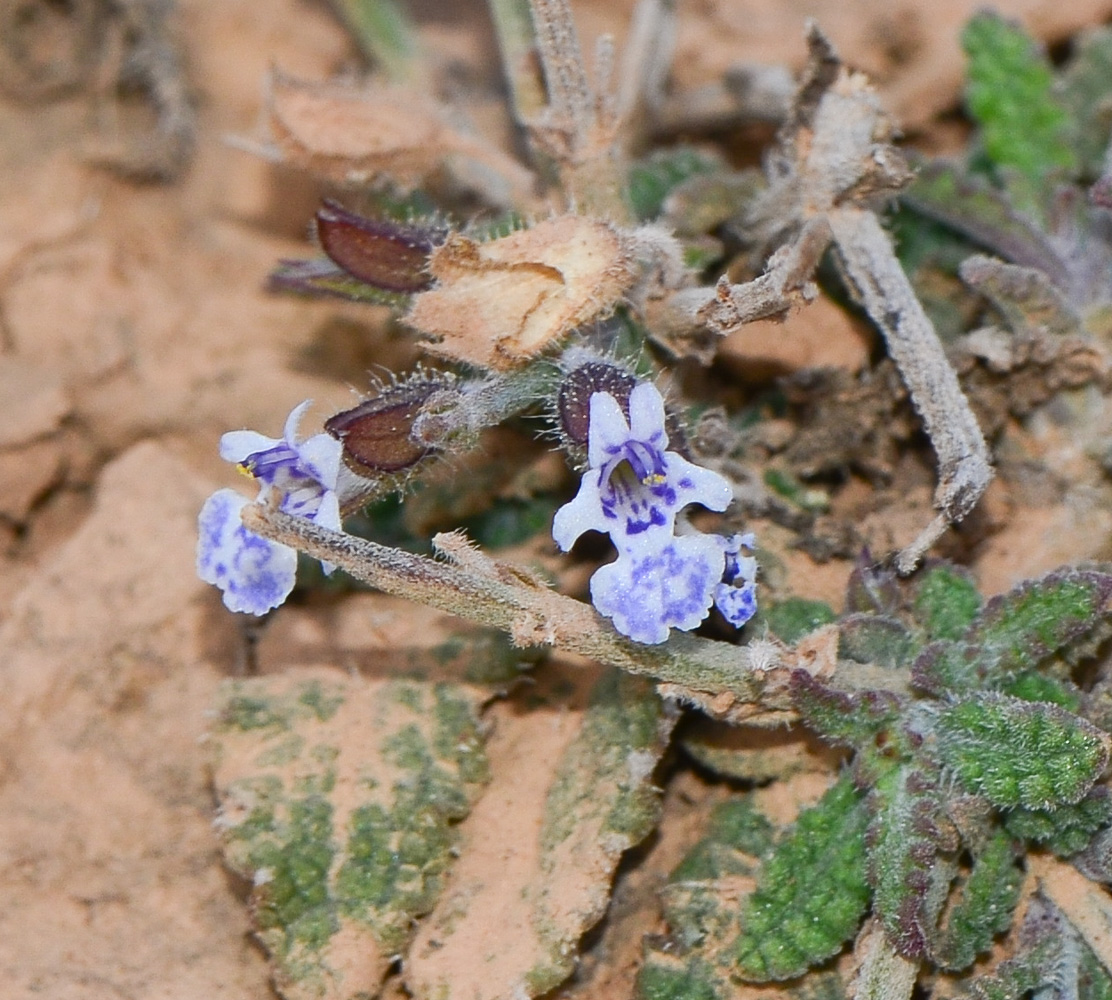 Image of Salvia aegyptiaca specimen.