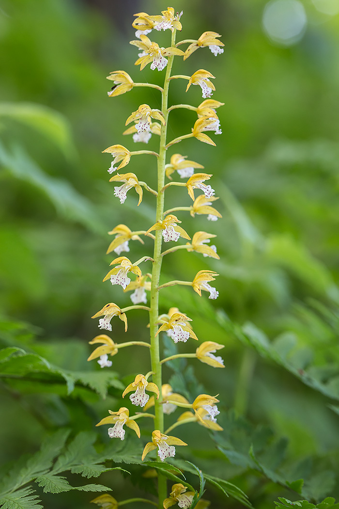 Image of Oreorchis patens specimen.