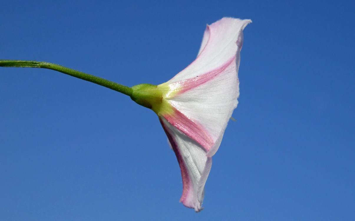 Image of Convolvulus arvensis specimen.