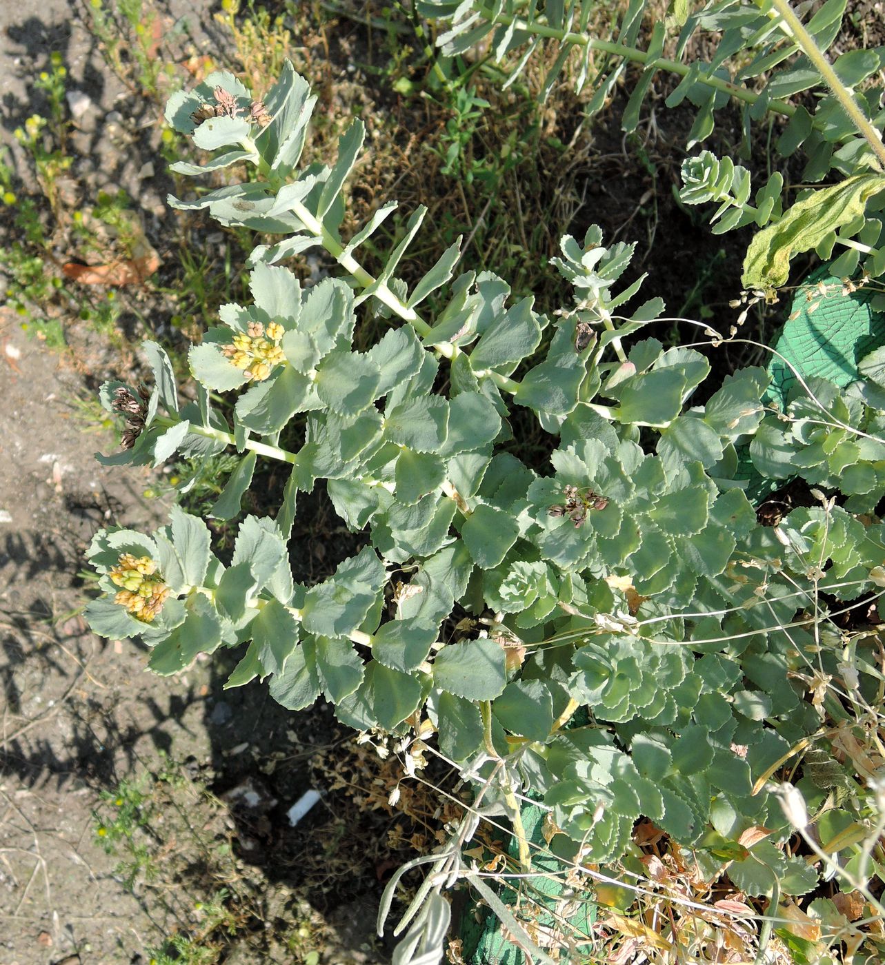 Image of Rhodiola rosea specimen.