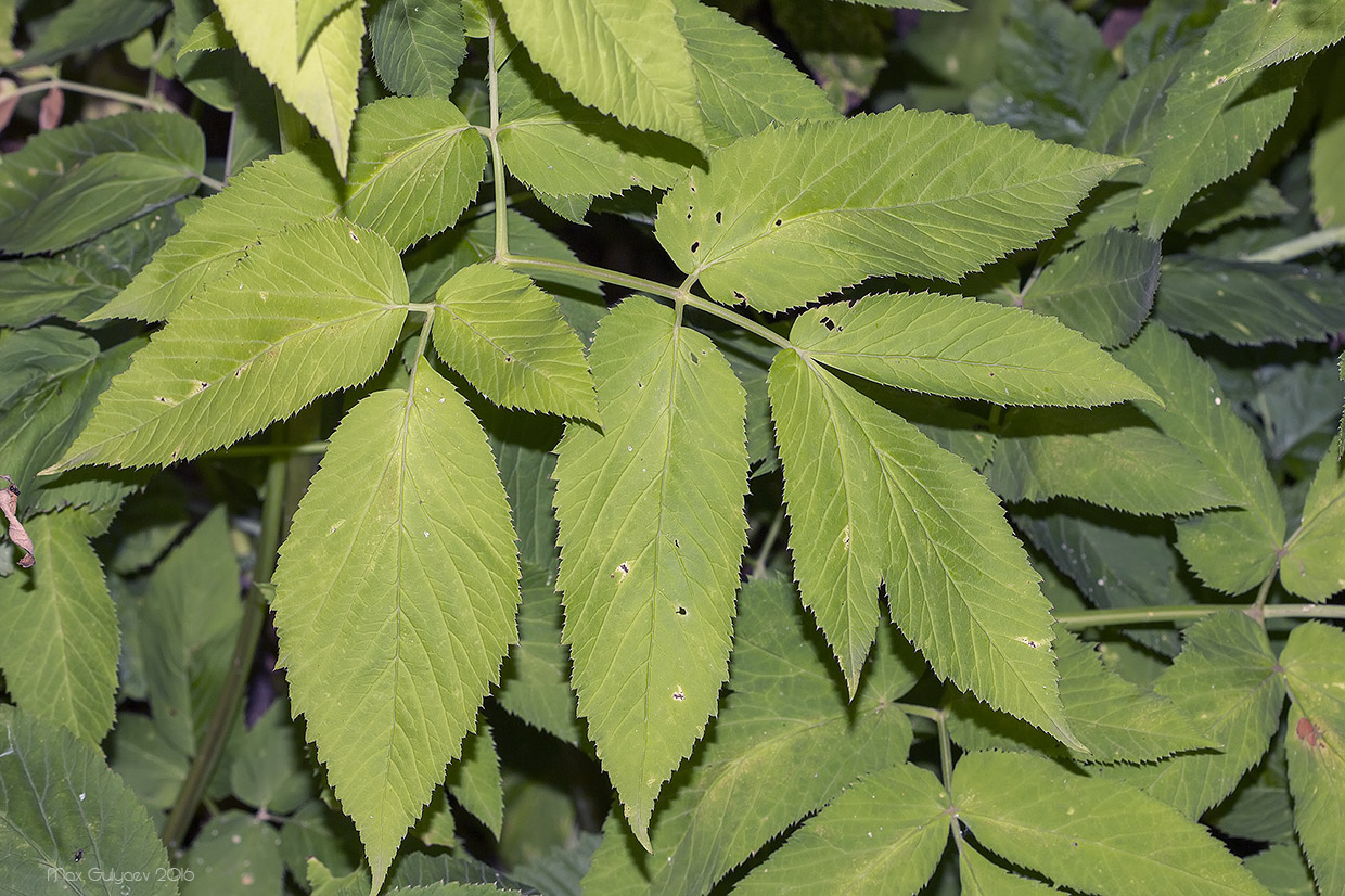 Image of Aegopodium podagraria specimen.