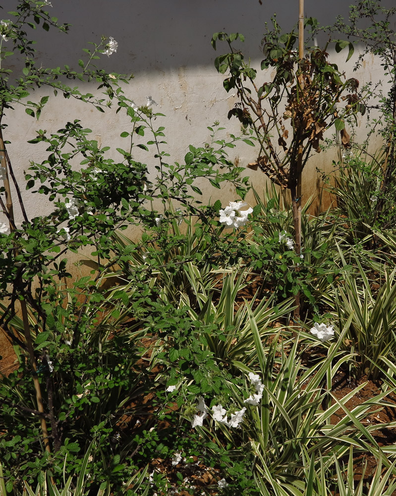 Image of Cordia parvifolia specimen.