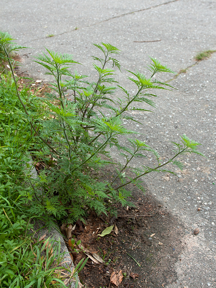 Image of Ambrosia artemisiifolia specimen.