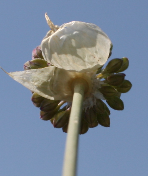 Image of Allium sphaerocephalon specimen.