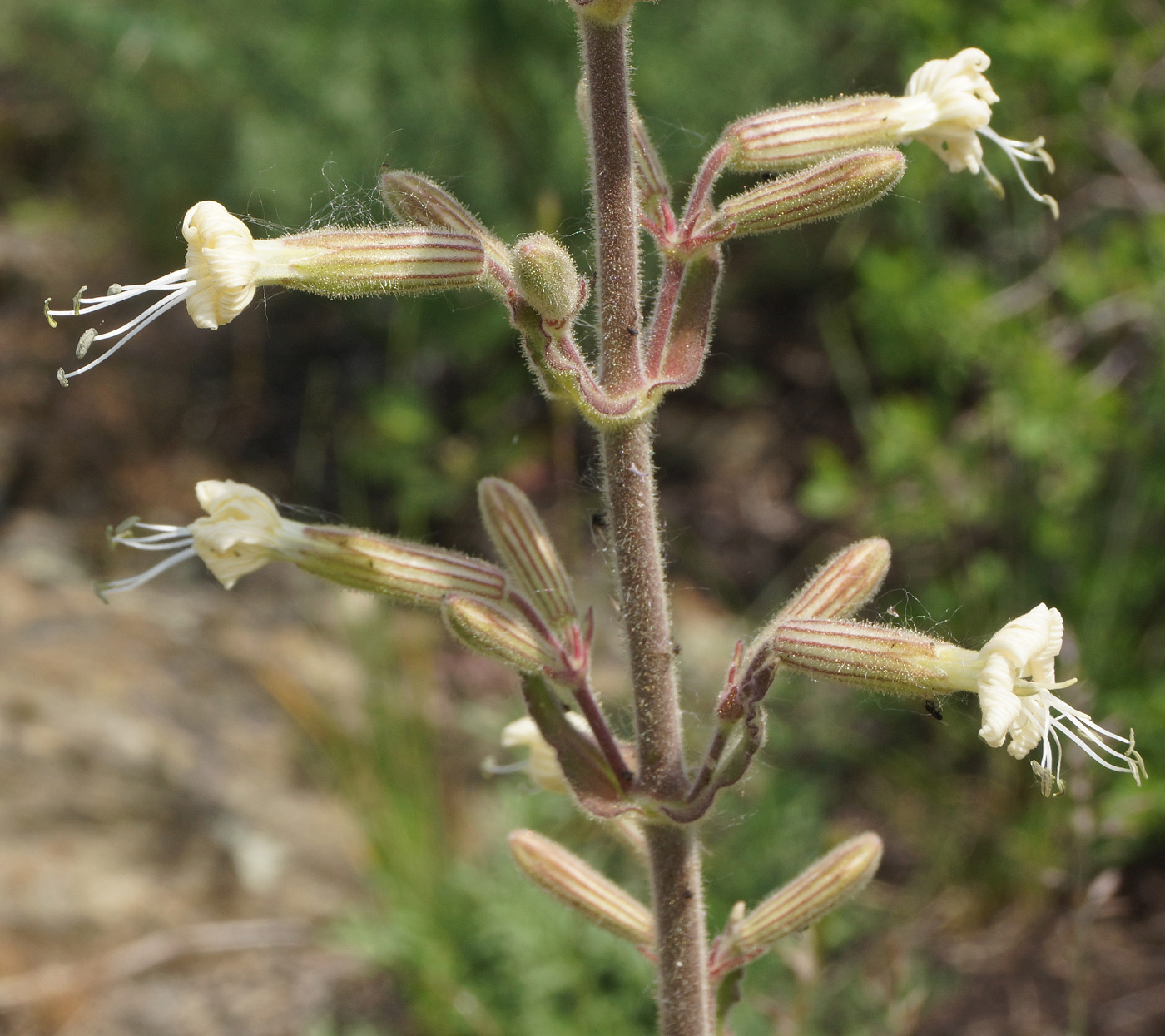 Image of Silene viscosa specimen.