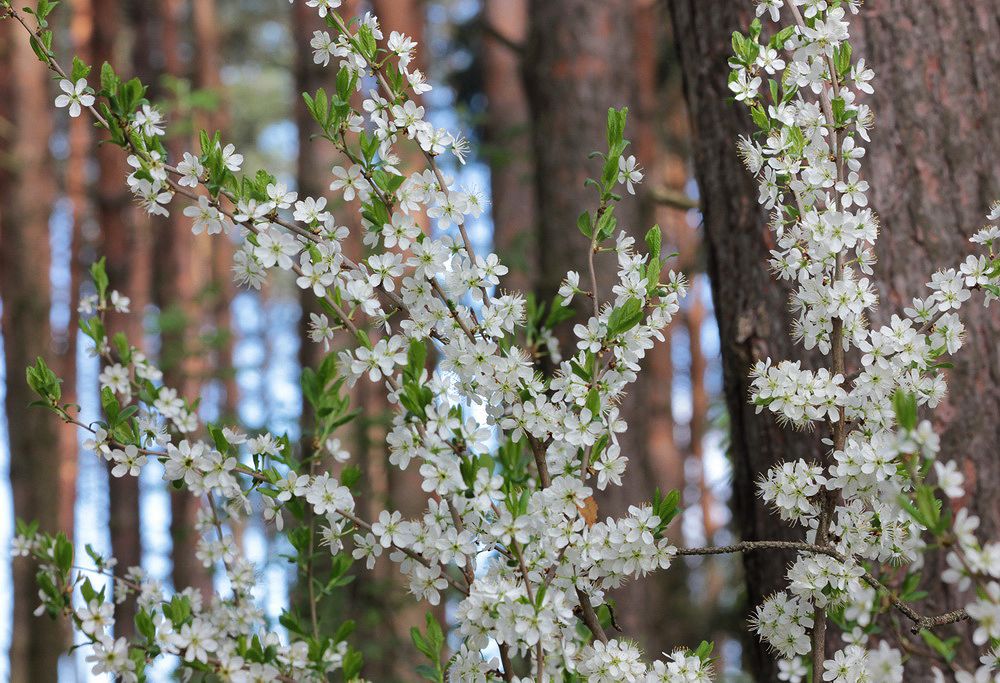 Image of Prunus spinosa specimen.