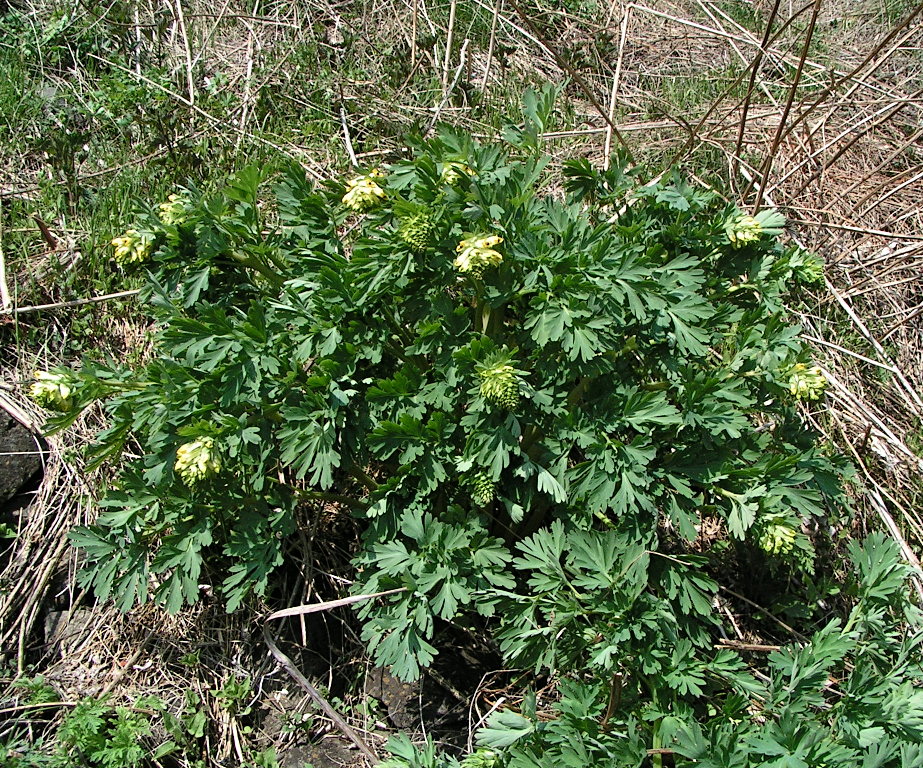 Image of Corydalis nobilis specimen.