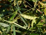 Lathyrus tuberosus