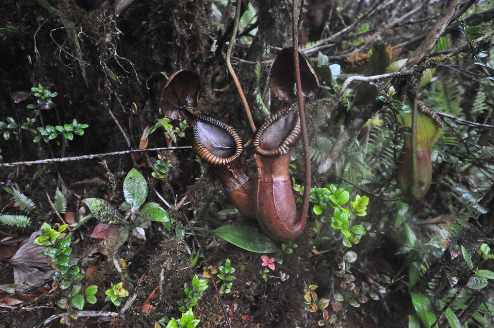 Image of Nepenthes macrophylla specimen.