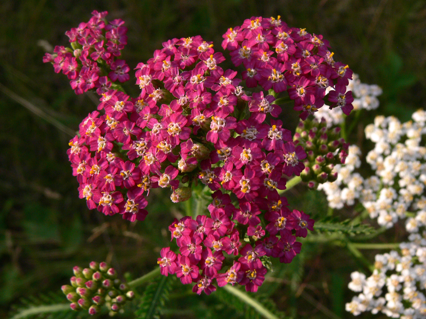 Image of Achillea asiatica specimen.