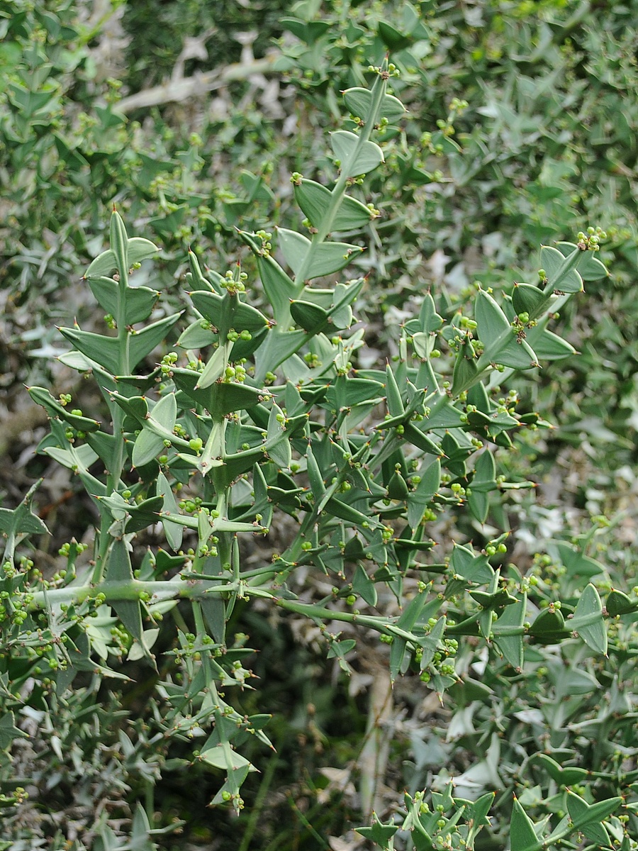 Image of Colletia paradoxa specimen.