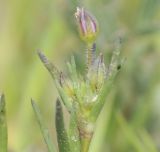 Spergularia rubra