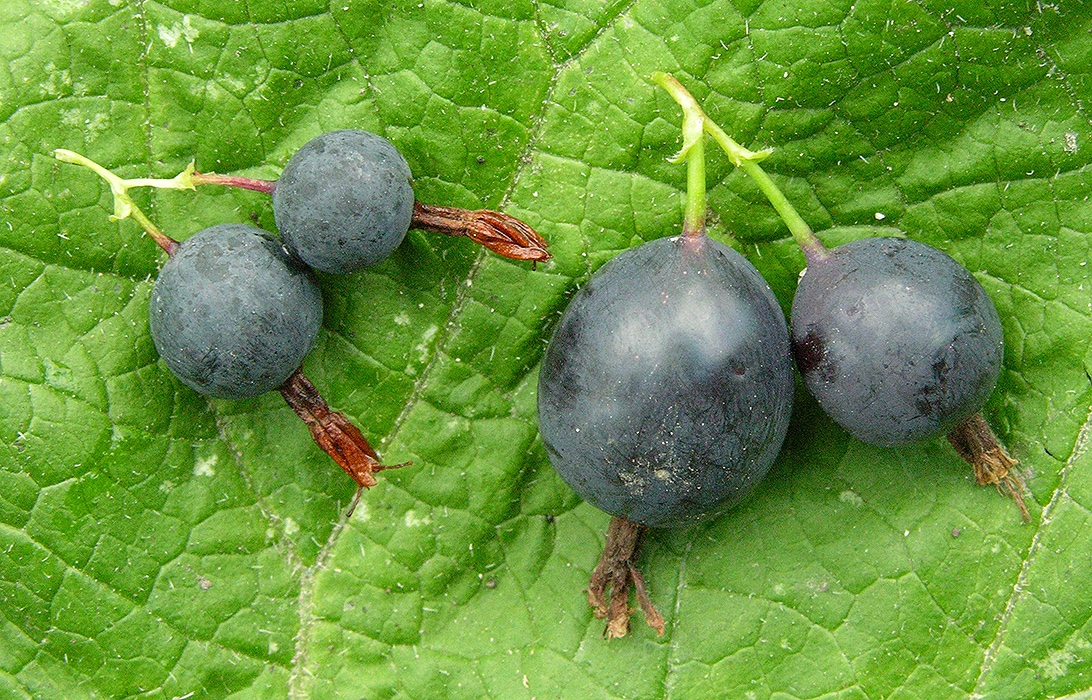 Image of Grossularia divaricata specimen.