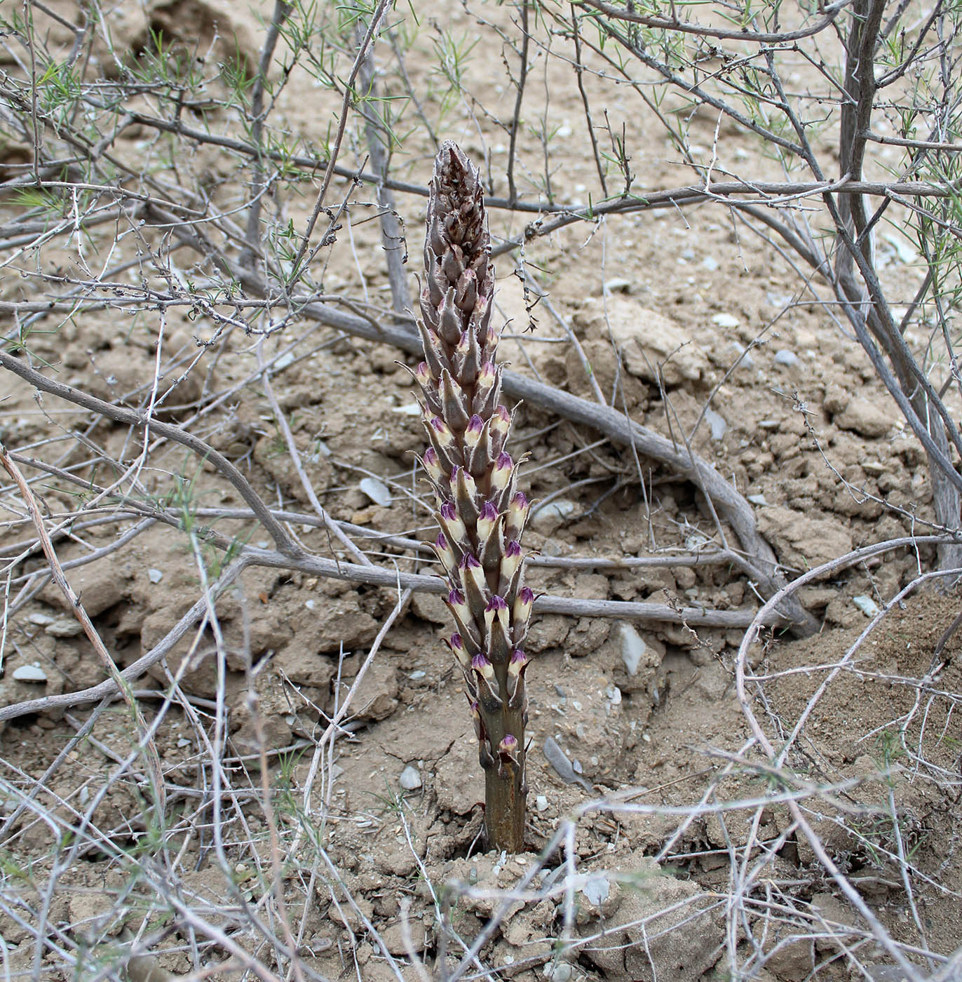 Image of Cistanche fissa specimen.