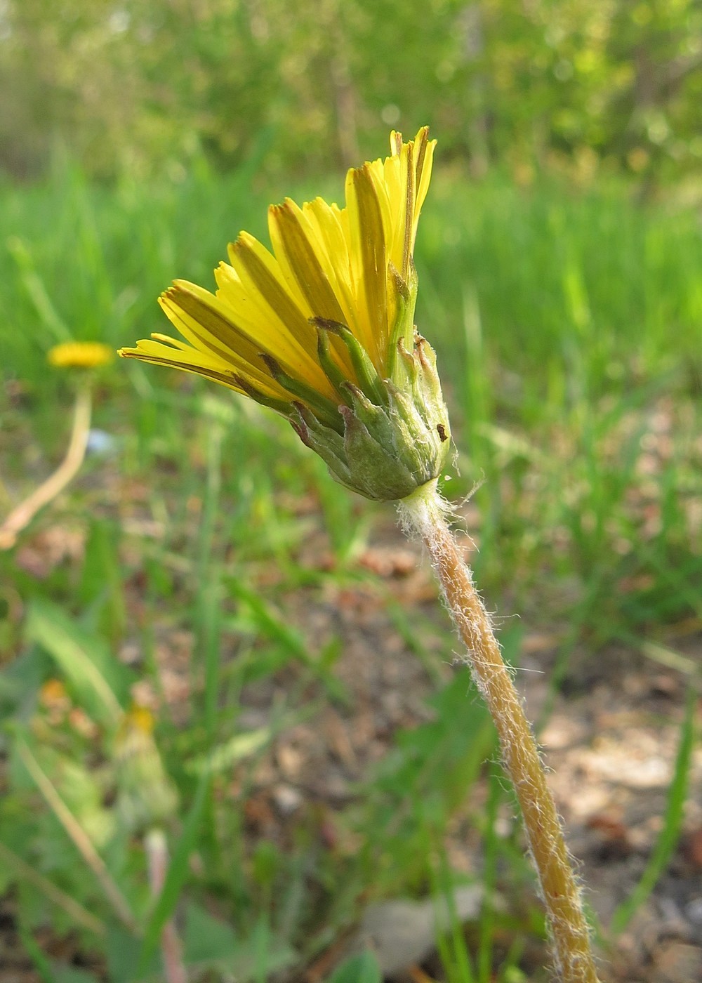 Изображение особи Taraxacum krasnikovii.