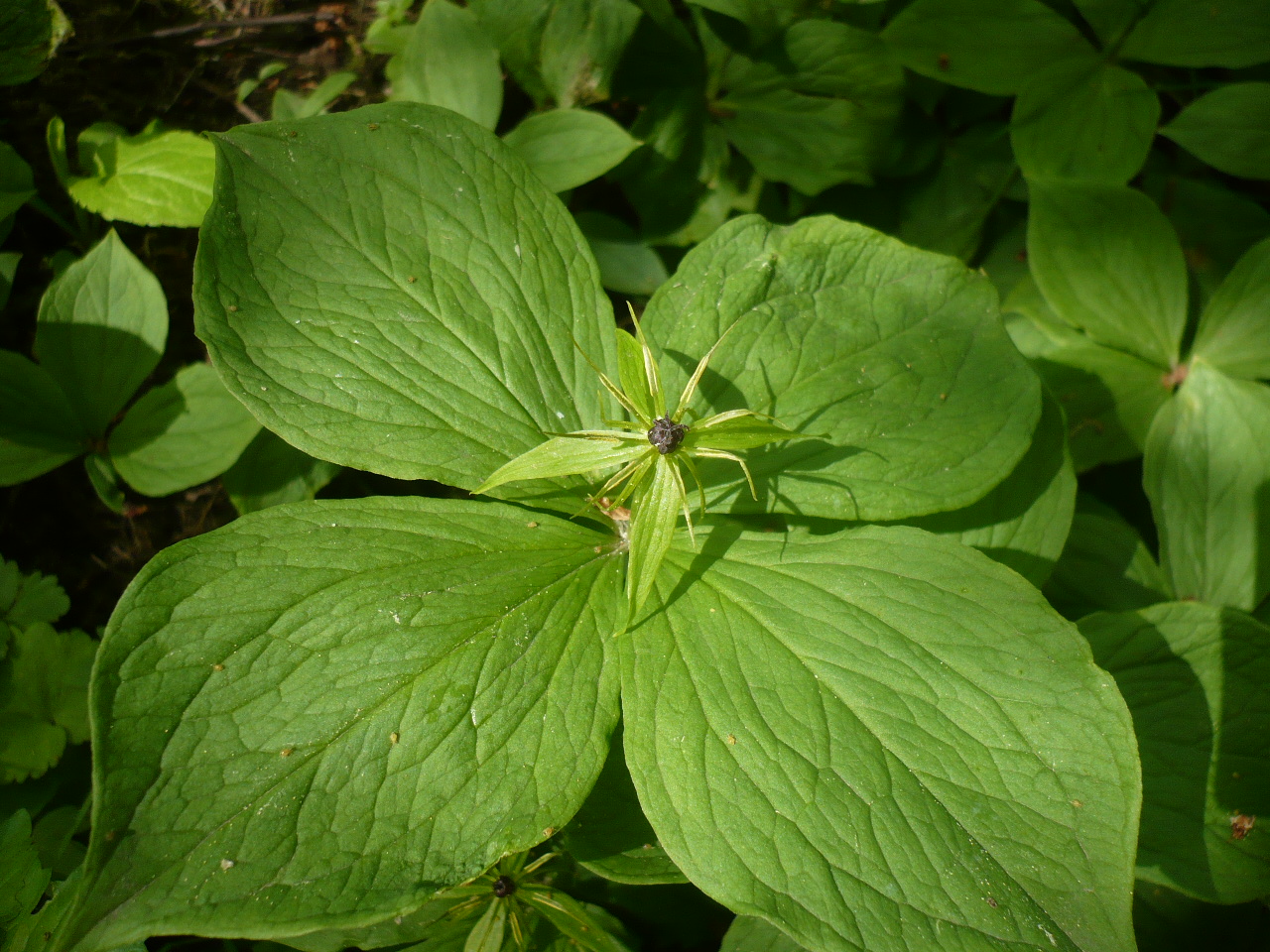 Image of Paris quadrifolia specimen.