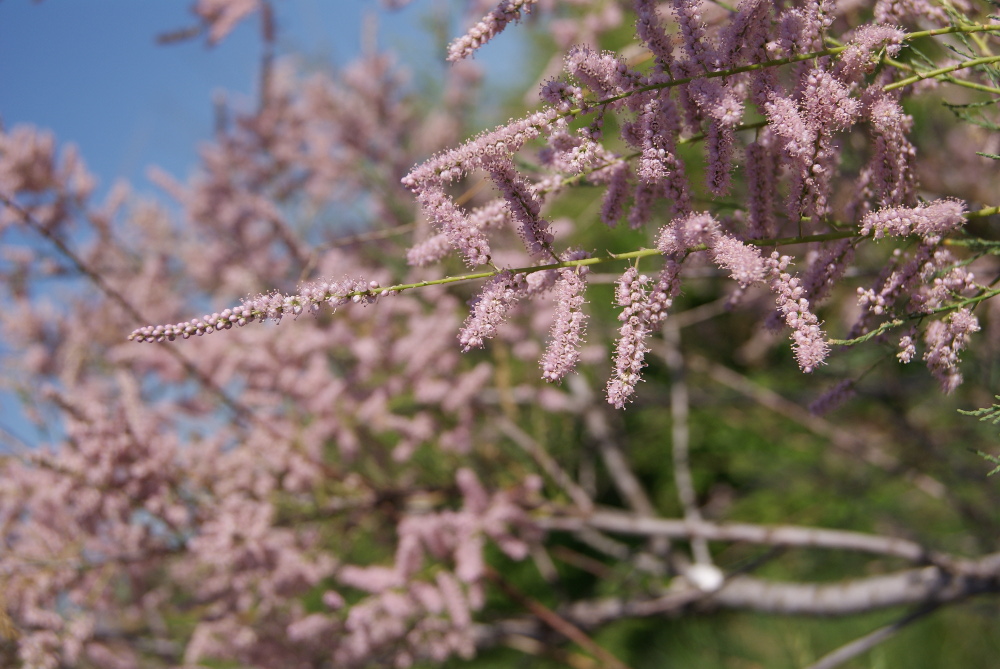 Изображение особи Tamarix ramosissima.