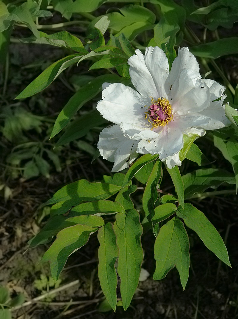 Image of Paeonia ostii specimen.