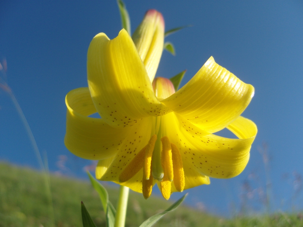 Image of Lilium monadelphum specimen.