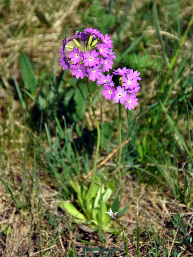 Image of Primula farinosa specimen.