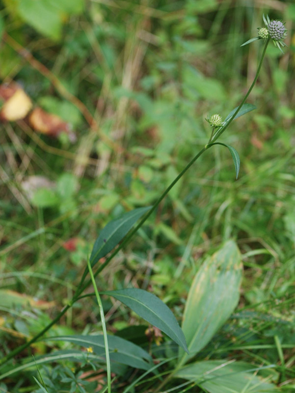 Image of Succisa pratensis specimen.