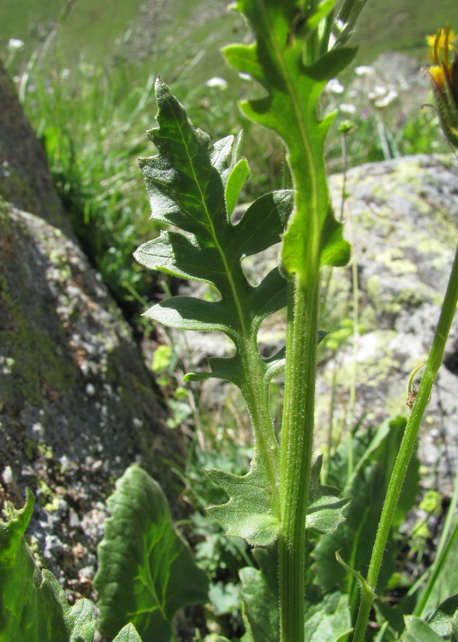 Image of Senecio taraxacifolius specimen.